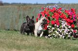 BOULEDOGUE FRANCAIS 127